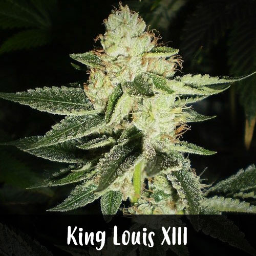 King Louis XIII